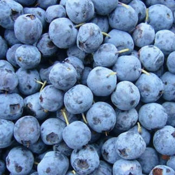 Second image of IQF Blueberry