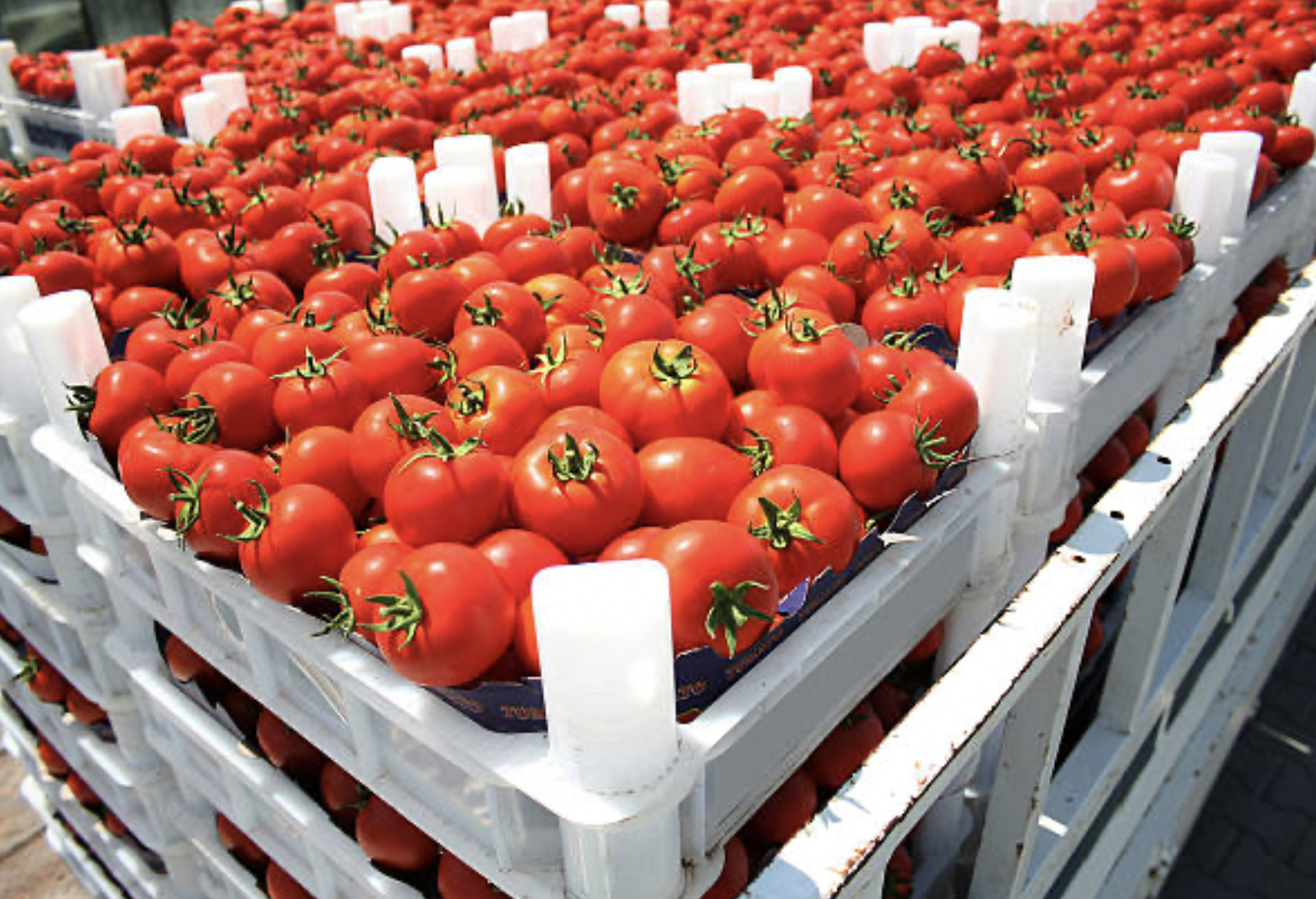 Fresh and Frozen Produce: Logistics and Supply Chain Management